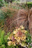 Carex flagellifera with Heuchera 'Caramel' - Derry Watkins Garden at Special Plants, Bath, UK