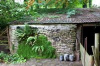 Dryopteris filix-mas (Male Fern) growing in wall of barn. Trevoole Farm, Cornwall. 