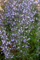 Calamintha nepeta 'Blue Cloud'