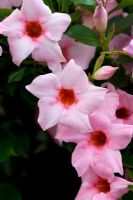 Mandevilla 'Sundaville Cream Pink'