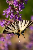 Eurytides marcellus - Zebra Swallowtail Butterfly