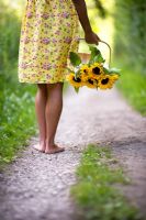 Barefoot woman wearing a flowery yellow dress holding a trug with Sunflowers on a rural path