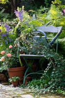 Tin watering can on a wooden iron chair next to container and planting with Hedera, Lobelia siphilitica and Roses