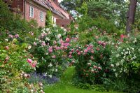 Next to brick house a rose garden with Rosa 'Bonica 2000', 'Heidesommer', 'Leonardo da Vinci', 'Play Rose' and Campanula poscharskyana