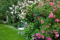 White metal chair and table next to Rosa 'Charles de Mills' (Rosa gallica), 'Venusta Pendula' and 'Mozart' 