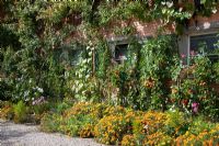 Brick stable completely covered with vegetables, flowers and climbers - Tagetes tenuifolia and Vitis vinifera