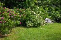 Wooden bench next to shrub roses. Rosa 'Moje Hammerberg', Rosa spinoissima, Rosa pimpinellifolia and Rosa rugosa 