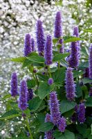 Agastache 'Blue Fortune' and Gypsophila
