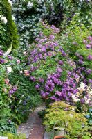 Rosa 'Bobby James' and Rosa 'Veilchenblau' in border