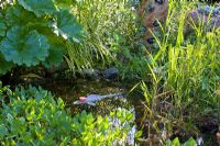Koji in a pond planted with Darmera peltata and Menyanthes trifoliata
