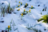 Eranthis hyemalis emerging from the snow