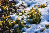 Eranthis hyemalis emerging from the snow
