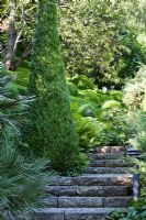 Stone steps, Buxus sempervirens, Dryopteris, Thuja occidentalis 'Smaragd'
