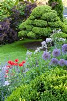 Country garden with clipped Ilex crenata tree, Nepeta x faassenii 'Walkers Low', Papaver orientale, Allium 'Globemaster'