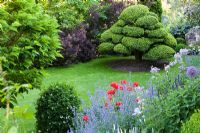 Country garden with clipped Ilex crenata tree, and borders of Nepeta x faassenii 'Walkers Low', Papaver orientale, Allium 'Globemaster'
