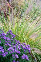 Aster novae-angliae 'Purple Dome', Pennisetum alopecuroides 'Hameln'