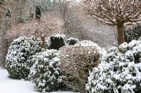 Acer platanoides 'Globosum', Malus, Rhododendron in snow