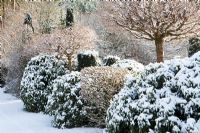 Acer platanoides 'Globosum', Malus and Rhododendron covered in snow