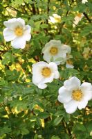 Rosa pimpinellifolia - Scotch Rose flowering in May 