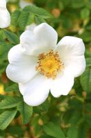 Rosa pimpinellifolia - Scotch Rose flowering in May 