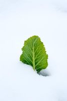 Solitary Cauliflower leaf poking through snow in winter