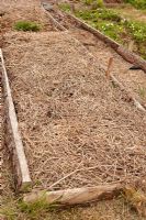 Raised bed mulched with straw, used in no dig gardening method, ready for planting at organic allotment