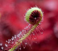 Drosera capensis