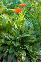 Allium schoenoprasum, Calendula officinalis and Rumex sanguineus 