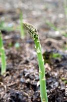 Asparagus growing in bed