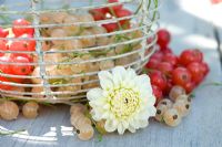 Red and white currants displayed in wire basket with cut Dahlia