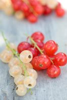 Ribes rubrum - Red and white currants 