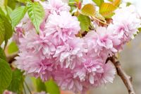 Prunus 'Kiku-Shidare-Zakura' - Weeping flowering Cherry, April. Cannock Wood, England UK