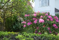 Rhododendron 'Furnivalls Daughter' 