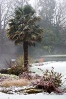 Trachycarpus fortunei in frost - Kilver Court, Somerset