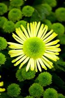 Chrysanthemum 'Froggy' and 'Yellow Star Mist'