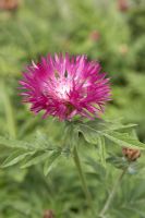 Centaurea dealbata 'Steenbergii'