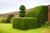 Taxus - Yew finials designed by Rowland Egerton-Warburton and planted in 1856 against an eighteenth century wall - Arley Hall and Gardens, Cheshire, early July
