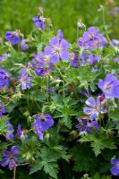 Geranium Rozanne 'Gerwat'