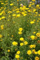 Buphthalmum salicifolium 'Alpengold' - Ox-Eye Willowleaf