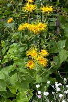 Telekia speciosa and Lychnis coronaria 'Angel's Blush'