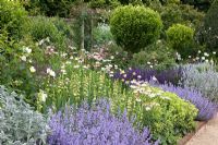 Summer border with drought tolerant planting of Nepeta, Salvia nemorosa, Stachys byzantina, Alchemilla mollis and Sisyrinchium