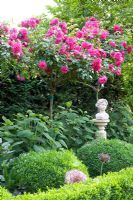 Bust in border of  Rosa 'Laguna' standards, Hydrangea arborescens 'Annabelle' and Buxus - Box edging