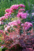 Berberis thunbergii 'Rose Glow' and Rosa