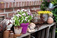 Viola - Pansies in pink pot with collection of garden decorations on shelf - Scheper Town Garden  