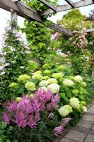 Pergola with Clematis 'Hagley hybrid', Rosa 'Blush Rambler' and Vitis vinifera 'Schone van Boskoop'. Hydrangea 'Annabelle' and Astilbe japonica 'Elisabeth van Veen' in border underneath - Broekhuis Garden
