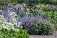 Border of Astrantia, Geranium sanguineum 'Max Frei', Nepeta 'Walkers Low' and Rosa - Broekhuis Garden 
 