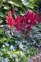 Viola cornuta 'Boughton Blue', Astilbe arendsii 'Fanal'