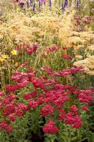 Achillea 'Red Velvet', Agastache 'Black Adder', Achillea 'Terracotta', Hemerocallis 'Corky', Deschampsia cespitosa 'Goldschleier'. 'Grasses with Grace' - Gold Medal winner, RHS Flower Show Tatton Park, Cheshire 2011