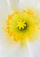 Papaver nudicaule - Iceland Poppy