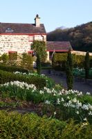Plas Cdanant Gardens, Menai Bridge, Anglesey, Wales. April. View across double borders to Garden Cottage. Narcissus 'Jenny'